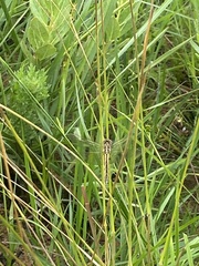 Hemistigma albipunctum