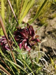 Dimorphotheca montana