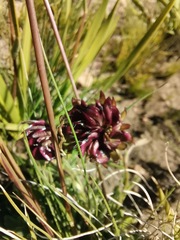 Dimorphotheca montana