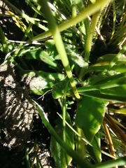 Dimorphotheca montana