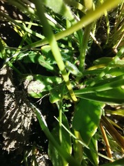 Dimorphotheca montana