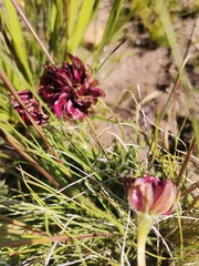 Dimorphotheca montana