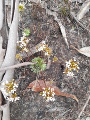 Stylidium corymbosum