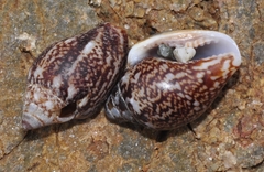 Columbella rustica