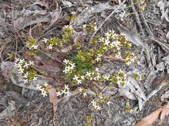 Stylidium corymbosum