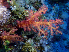 Dendronephthya hemprichi