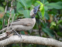 Philemon buceroides