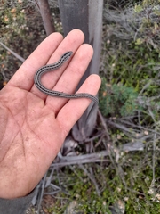 Pygopus lepidopodus