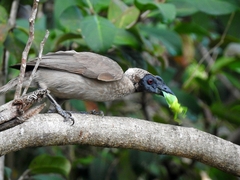 Philemon buceroides