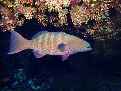 Plectropomus pessuliferus