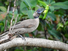 Philemon buceroides