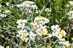 Helichrysum panduratum