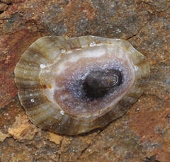 Patella rustica