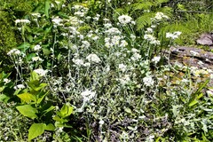 Helichrysum panduratum