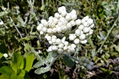 Helichrysum panduratum