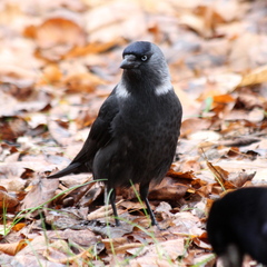 Corvus monedula