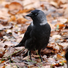 Corvus monedula