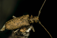 Acalolepta