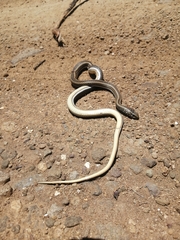 Psammophis crucifer