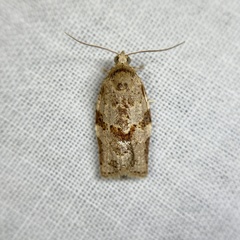 Epiphyas postvittana