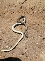 Psammophis crucifer