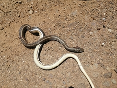 Psammophis crucifer