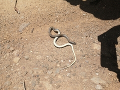 Psammophis crucifer