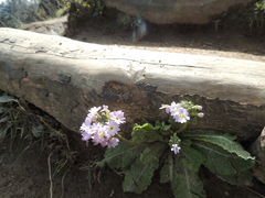 Primula denticulata