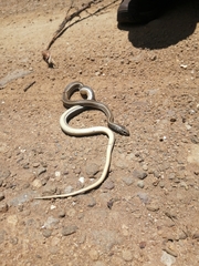 Psammophis crucifer