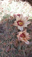 Mammillaria johnstonii