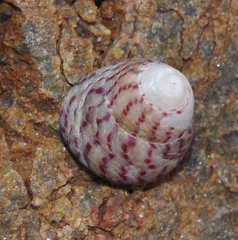 Steromphala
