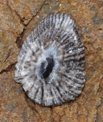 Siphonaria naufragum