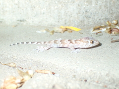 Chondrodactylus bibronii