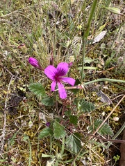 Pelargonium rodneyanum