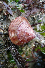 Calliostoma zizyphinum