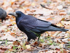 Corvus frugilegus