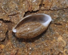 Bulla striata