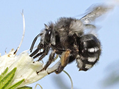 Anthophora alluaudi