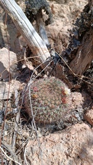 Mammillaria johnstonii