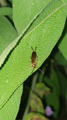 Forficula auricularia