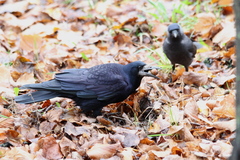 Corvus frugilegus