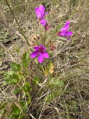 Pelargonium rodneyanum