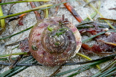 Gibbula magus