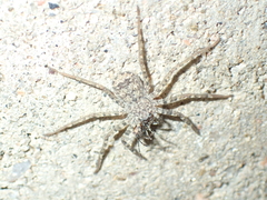 Selenopidae