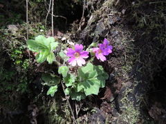 Primula listeri