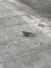 Streptopelia chinensis