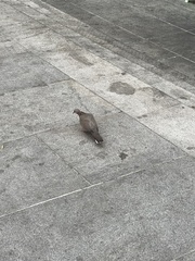 Streptopelia chinensis