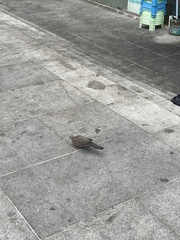 Streptopelia chinensis