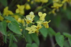 Epimedium pinnatum