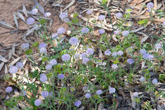 Trachymene cyanantha